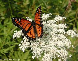 Queen Anne's Lace