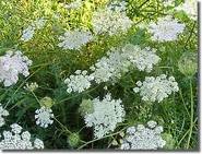 Queen Anne's Lace