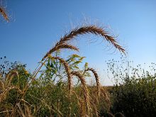 Wild Rye